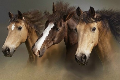 http://www.klkone.estranky.cz/img/original/121/horses.jpg
