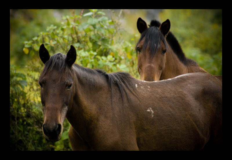 Horses__________by_feudal89.jpg