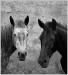 horses_by_wasted_photos.jpg