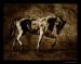 Horses_II_by_54ka.jpg