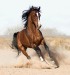 arabian-horse8.jpg